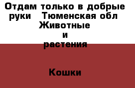 Отдам только в добрые руки - Тюменская обл. Животные и растения » Кошки   . Тюменская обл.